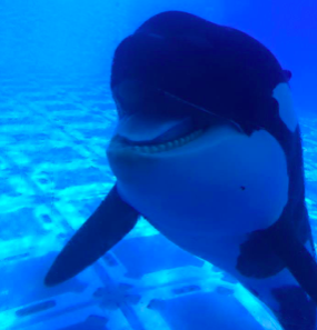 Trua (pictured) is a 10 year old male orca, born and bred in Sea World Orlando.  Credit: Kate Reitz (used with permission)