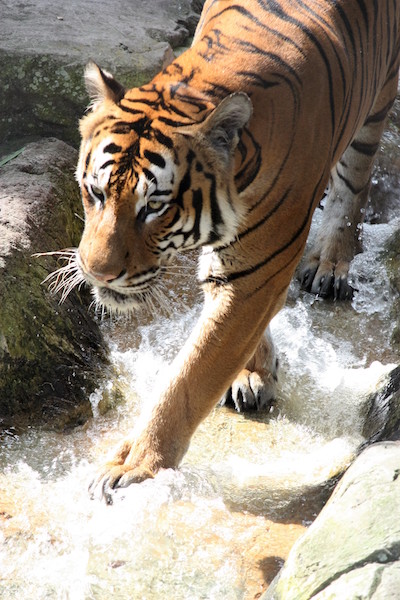 Malayan tigers, like Mata from Lowry Park Zoo (as pictured above), stalk their prey until the tiger can catch its prey in a vulnerable moment. 