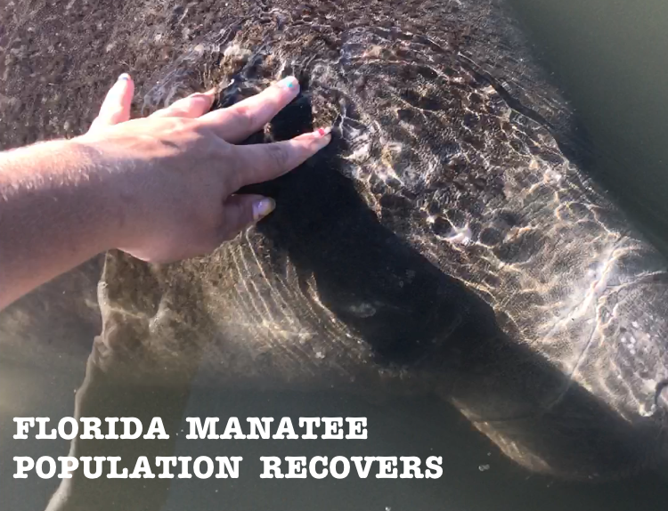 The Florida Manatee has recently been taken off the endangered species list. 