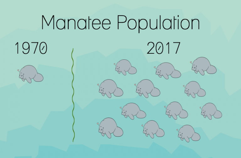 Achona Florida Manatee Population Recovers After Being Endangered For