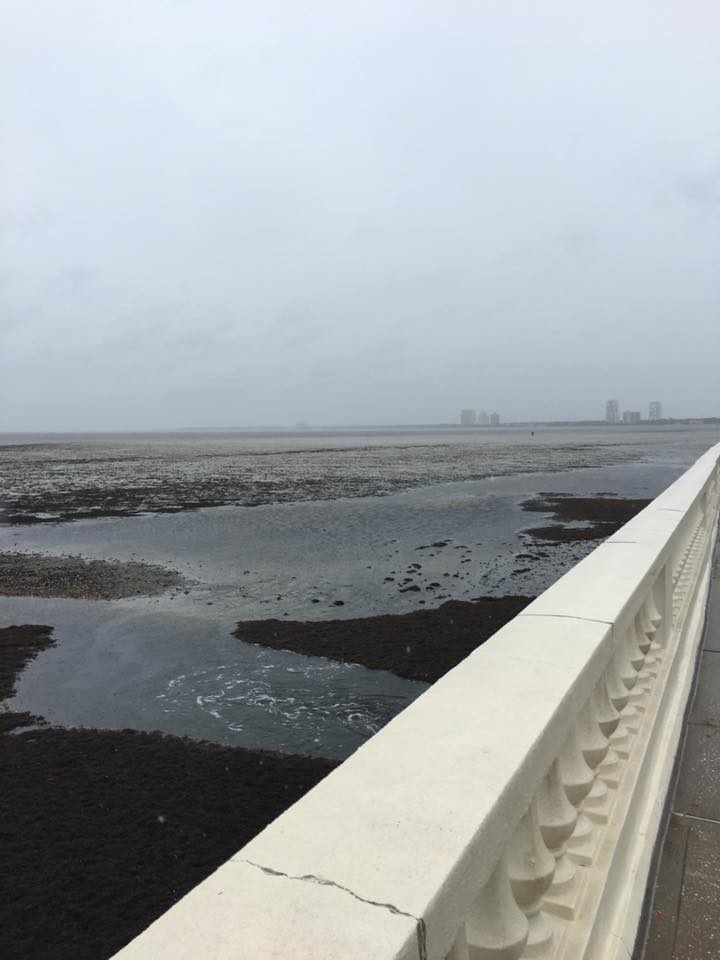 Just before Hurricane Irma hit Tampa, the water in the Hillsborough Bay receded, drawing crowds of people to see the phenomenon caused by the low pressure suction from the center of the storm. Photo Credit: Olivia Fernandez/AchonaOnline