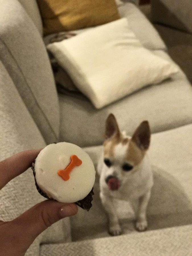 Diets higher in protein and lower in processed grains will result in more energy for a dog, but Audrey Diazs (18) dog, Remi, enjoys a Sprinkles cupcake on occasion. Photo Credit: Audrey Diaz/ Achona Online