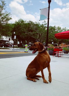 Photo Credit: Alexa Traviesa /Achona Online Hyde Park is a completely pet friendly environment. 