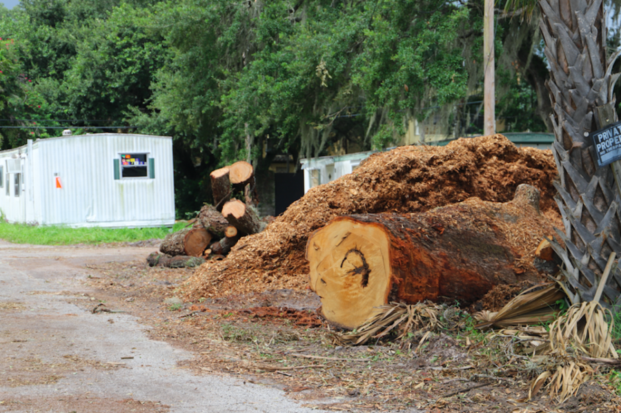 “We actually just saw [an example of this law], unfortunately, on Gandy. An arborist that was allowing the destruction of trees that were in good shape. The issue with that is, you can’t fix that. You cannot put grown trees back where they were,” says Mayor of Tampa, Jane Castor. 