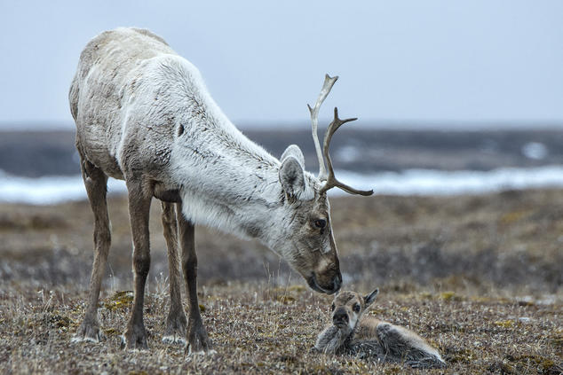 A porcupine Caribou tends to its calf in the Arctic National Wildlife Refuge