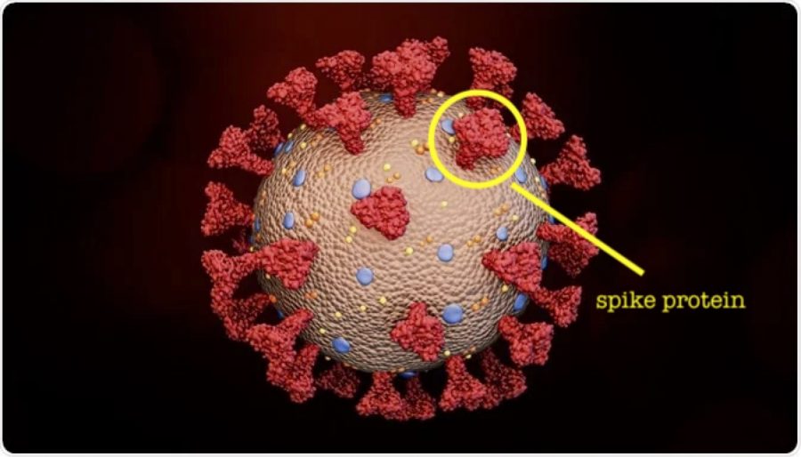 This is a model of the actual COVID pathogen. The spike proteins (circled in yellow) genetic code is what has been replicated to create the mRNA vaccine.