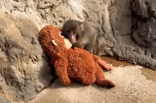 Punch the monkey in his home at the Ichikawa Zoo (@zoo-at-home Youtube)